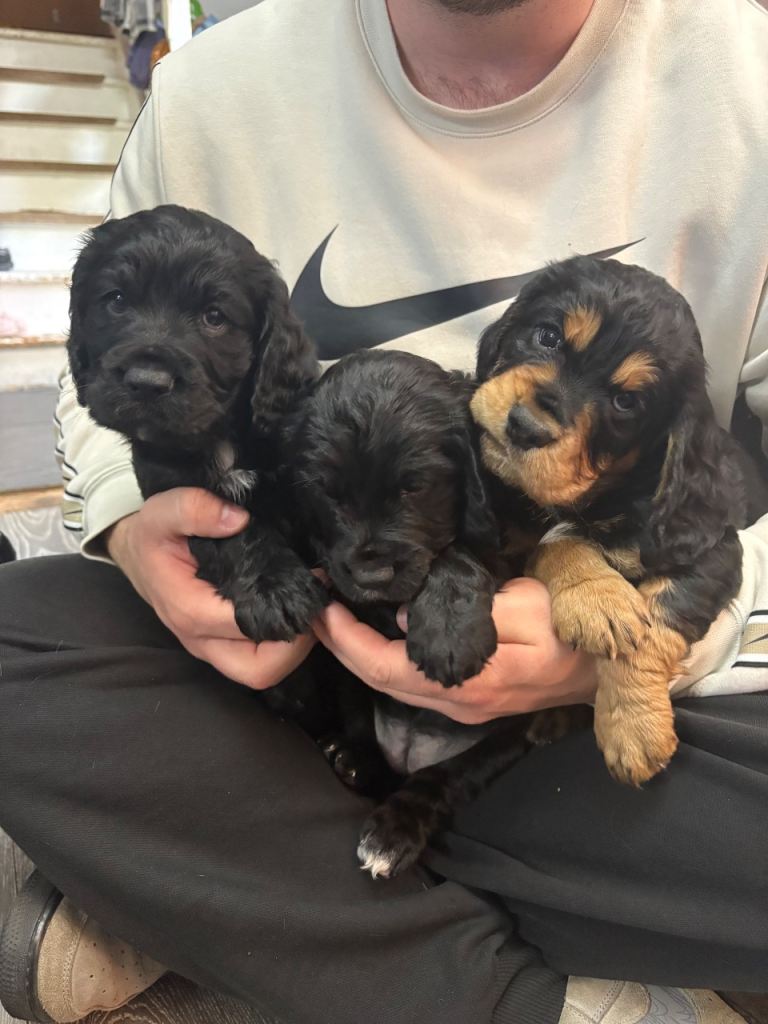 Cocker Spaniel Puppies - Ready to Leave