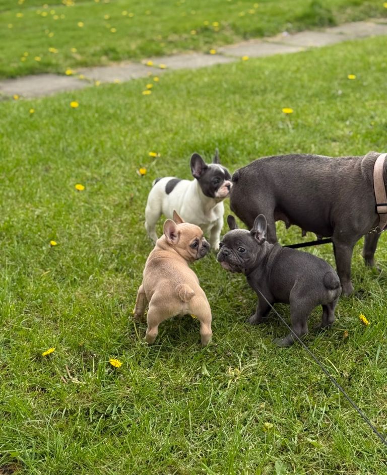 French bullies for sale