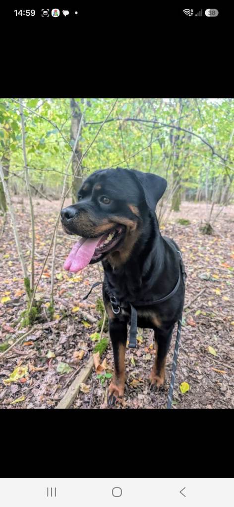 Rottweiler 3yrs old