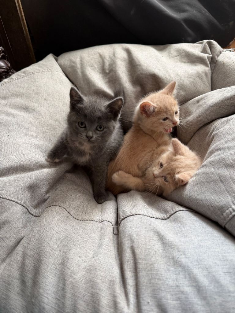British shorthair kittens 