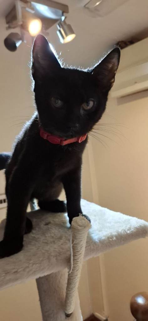 British shorthair kitten boy 