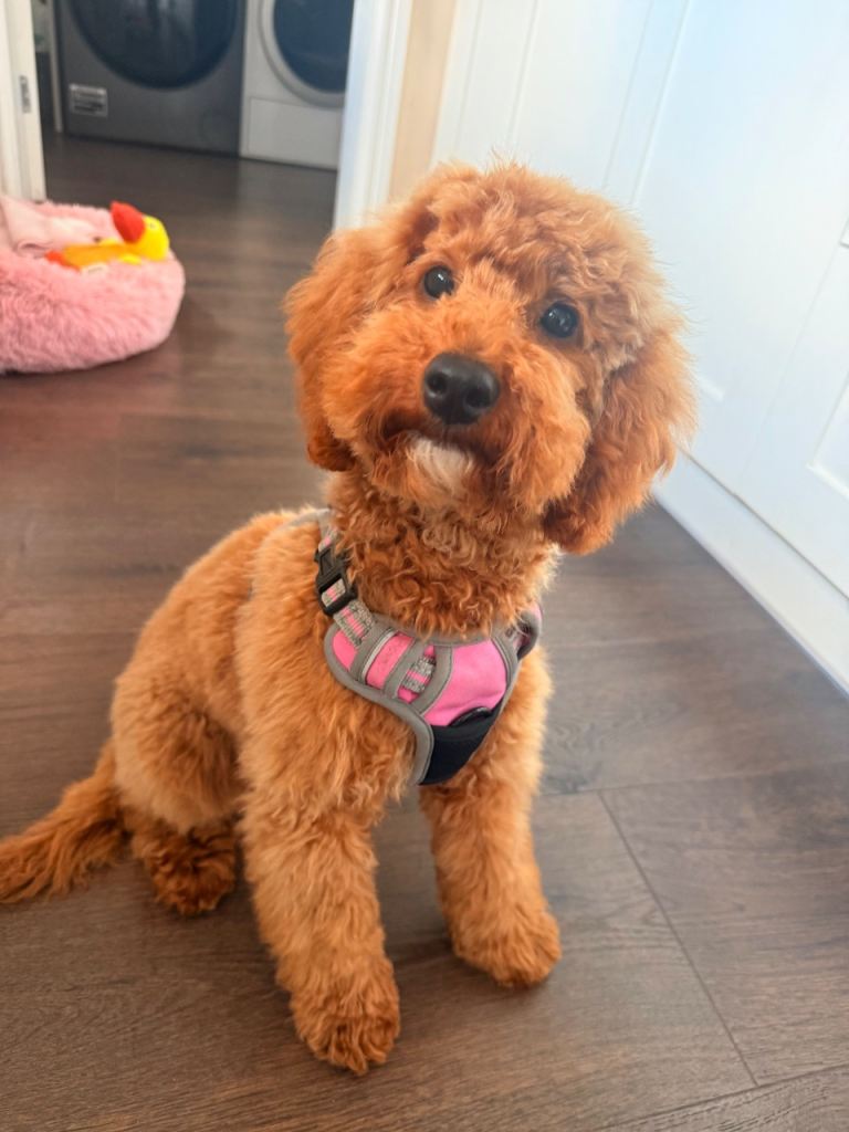 Cockapoo 