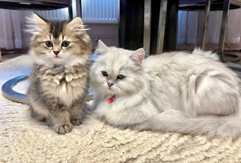 British longhair cross kittens