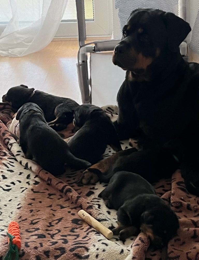-Beautiful Rottweiler puppies (Burton on Trent)