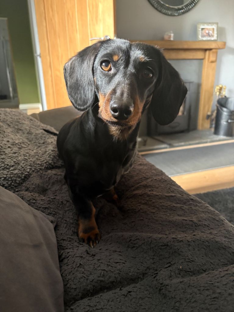8 Minature Dachshund Puppies