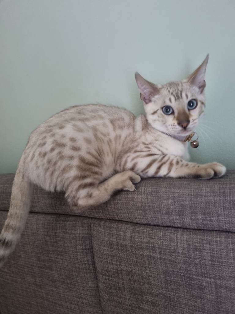 Pedigree TICA reg bengal kittens