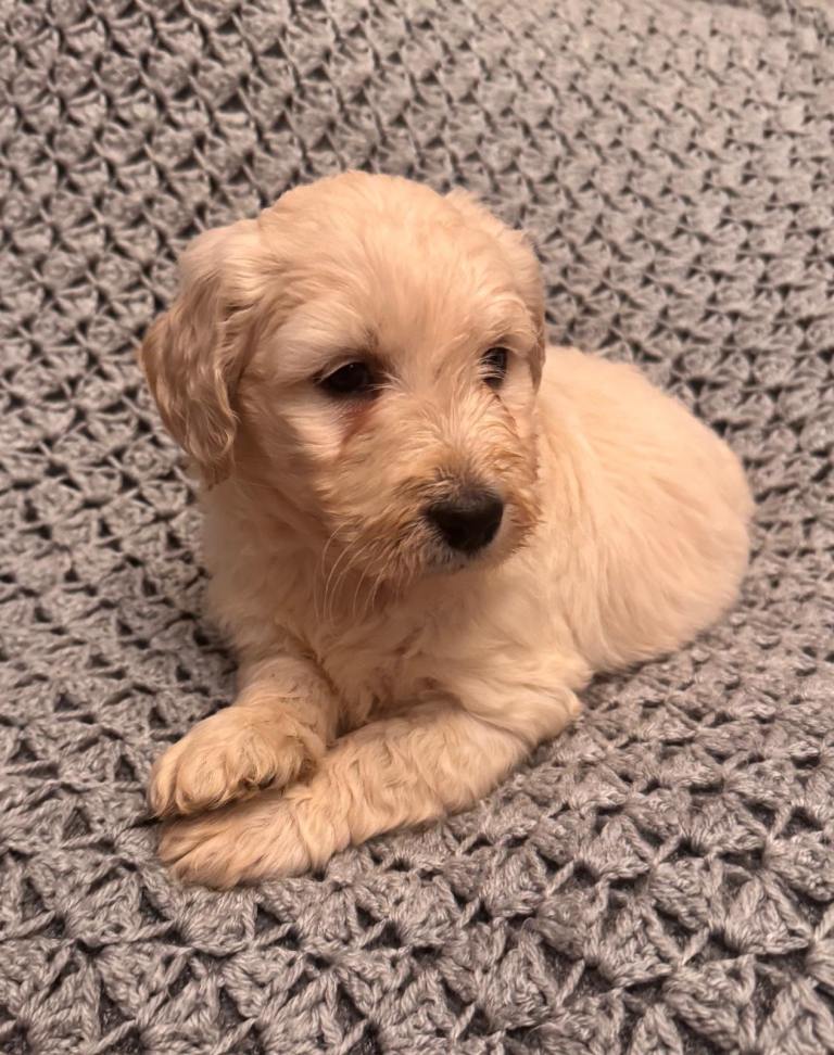 Small Type Goldendoodle puppies