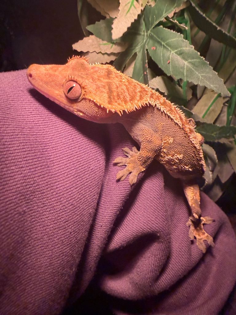 Crested gecko 