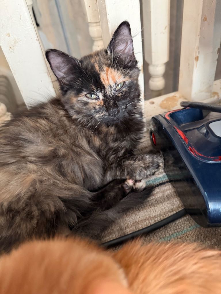Kittens ready for there forever home 