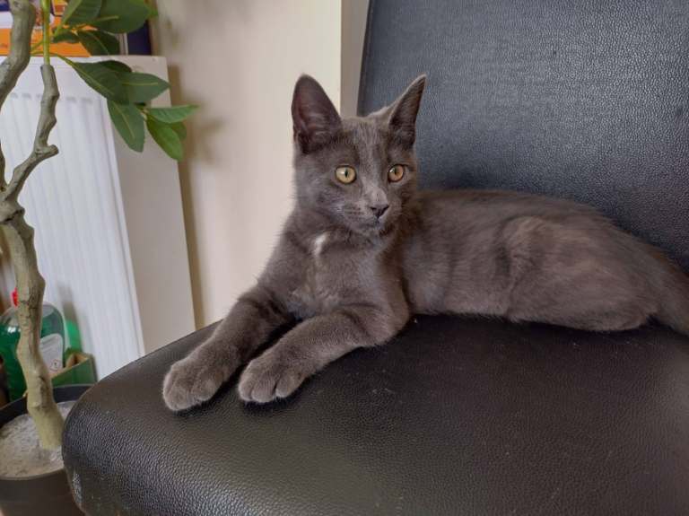 Adorable Tom - Russian Blue / mixed breed gray domestic shorthair