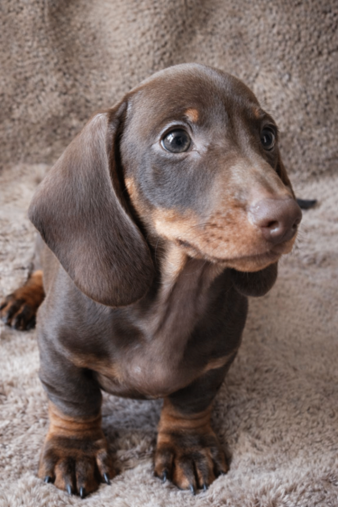 Needs his forever home! Absolutely gorgeous little man KC miniaure 