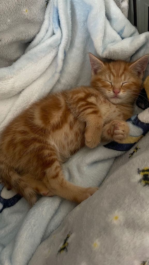 Ginger kitten 