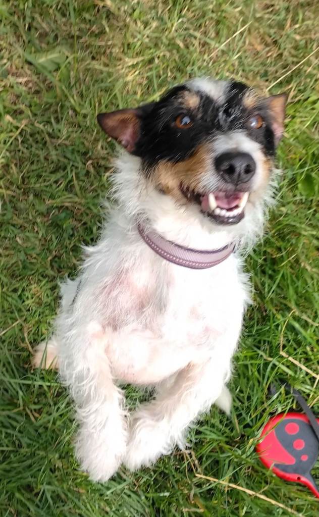 Buddy 8yr old Jack Russell