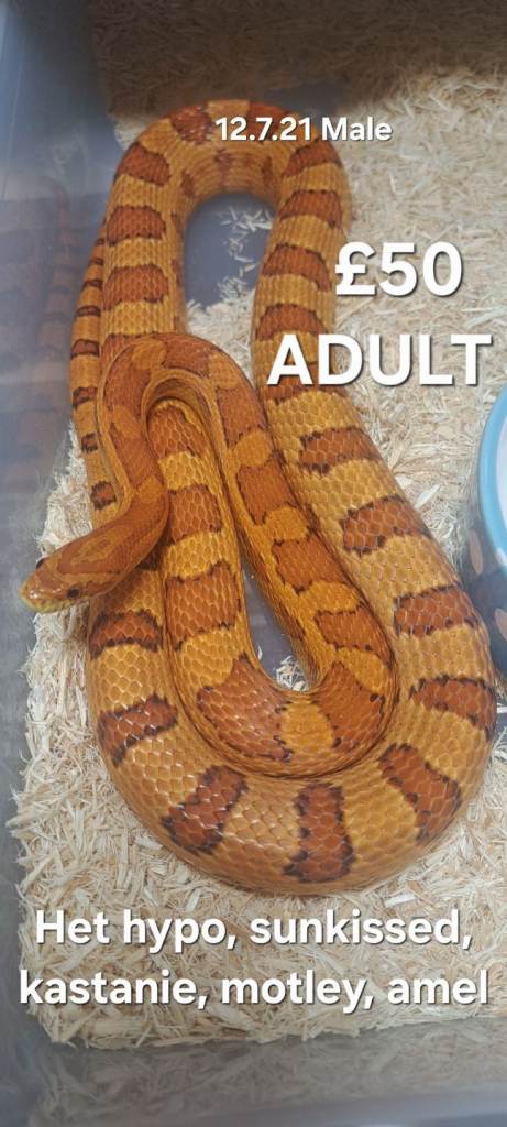 Hatchling Cornsnakes now ready