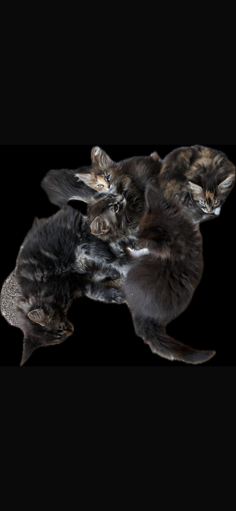 Purebred Maine Coon Kittens