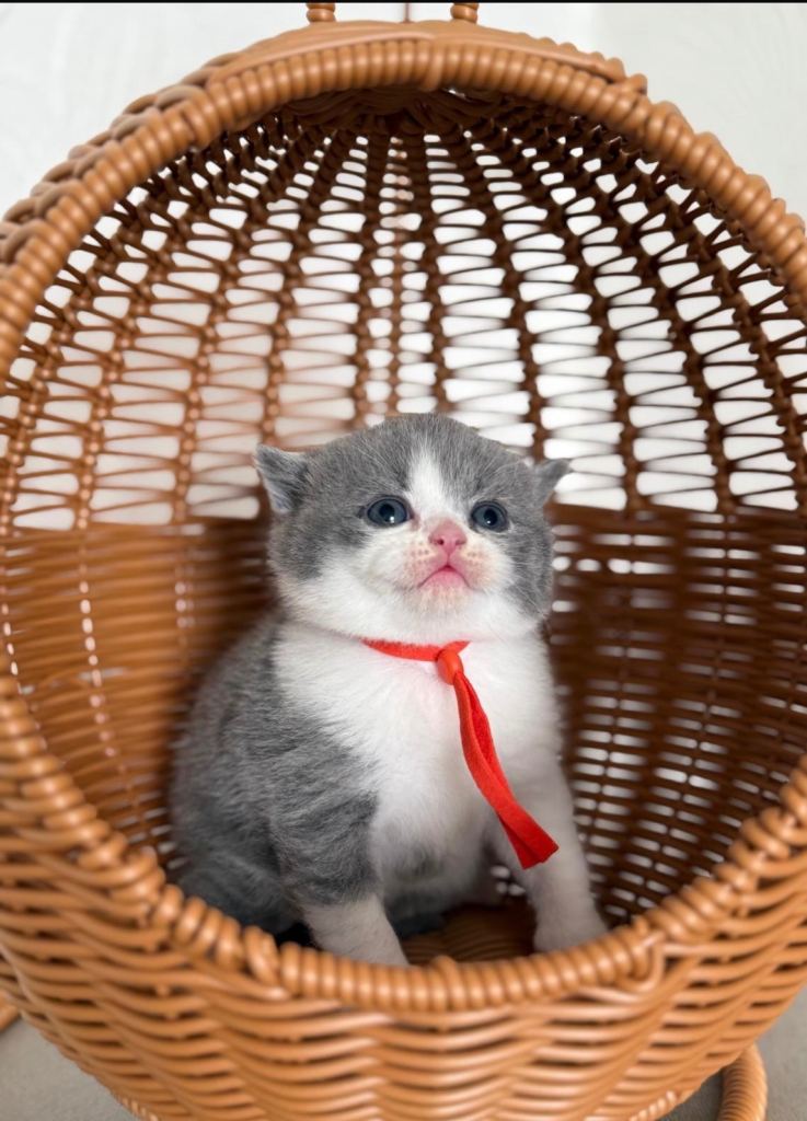 British Shorthair kittens  