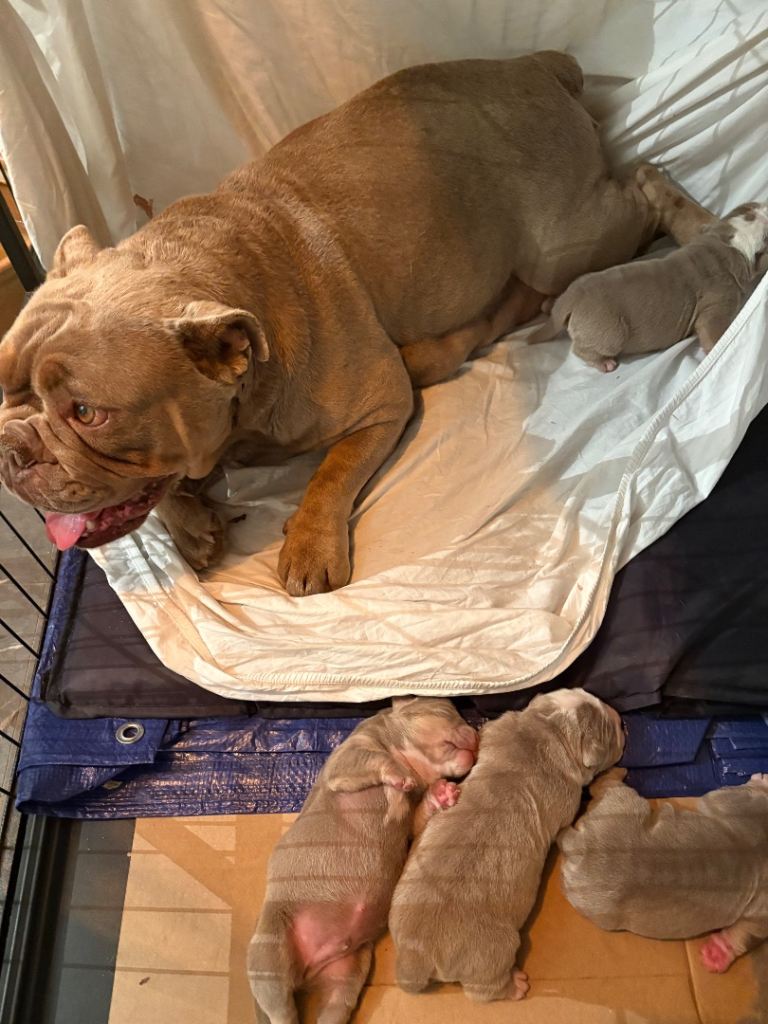 Beautiful Bulldog x Pocket Bully Puppies F1