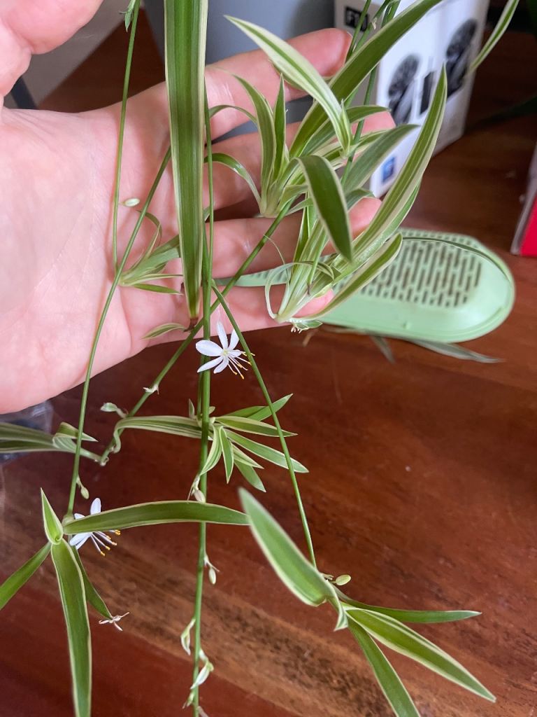 Baby plants for free!