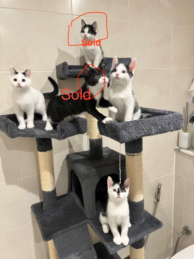 British Shorthair Kitten Male & Female In Great Health Well Taken Care of, Ready Litter Trained .