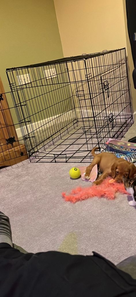 XL dog crate