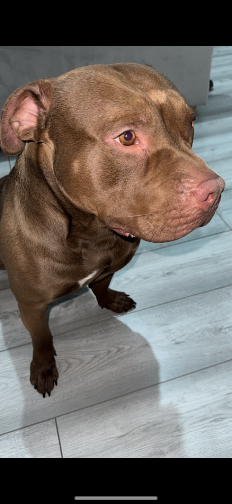 Friendly chocolate standard bully