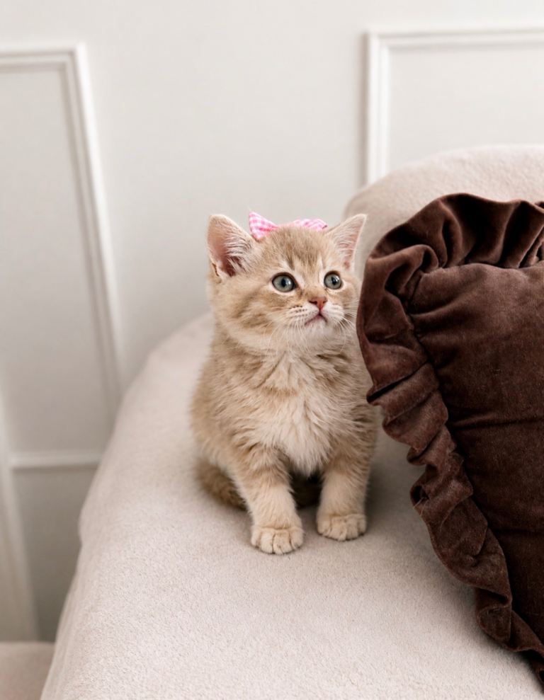Lilac British Short Hair Kitten