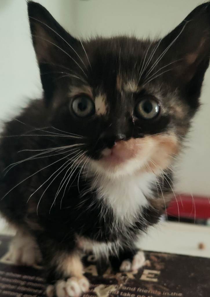 4 little girl kittens looking for loving homes 
