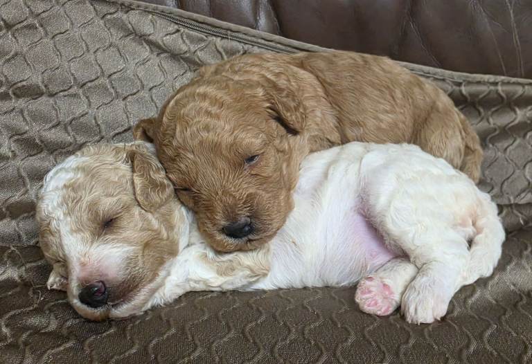Cavapoo Puppies 