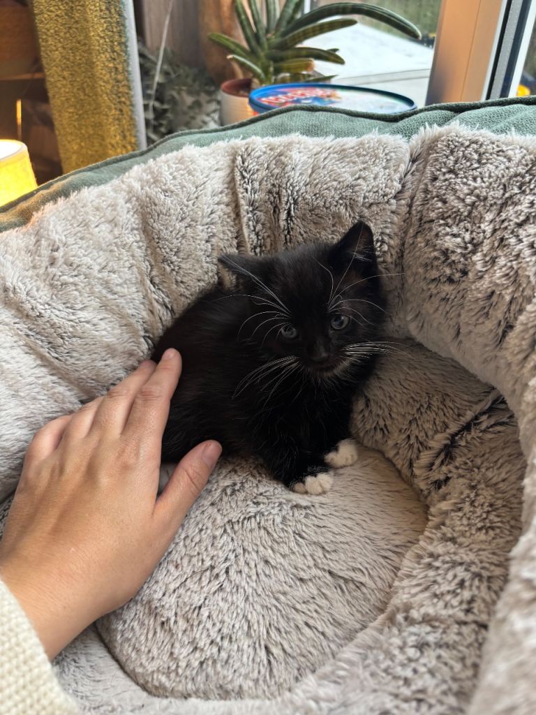 4 beautiful Tuxedo kittens ready for their  new homes