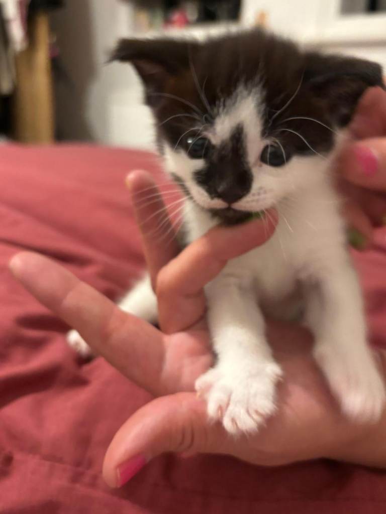 Kittens for sale Batman n Robin
