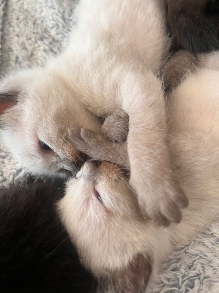 Ragdoll white fluffy kittens