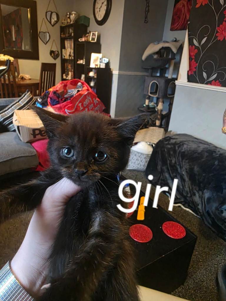 Female Part main coon kittens