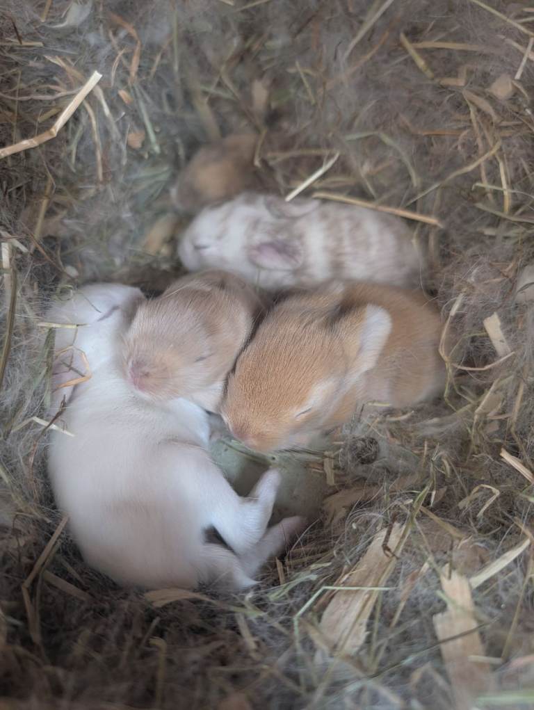 Netherland Dwarf/lion head X mini lop
