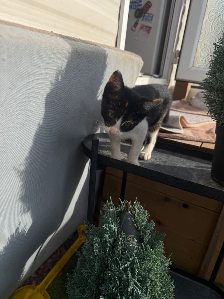 Kittens 