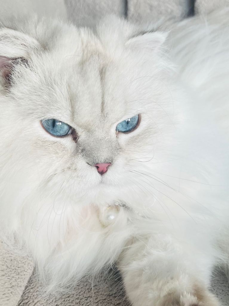 Princess