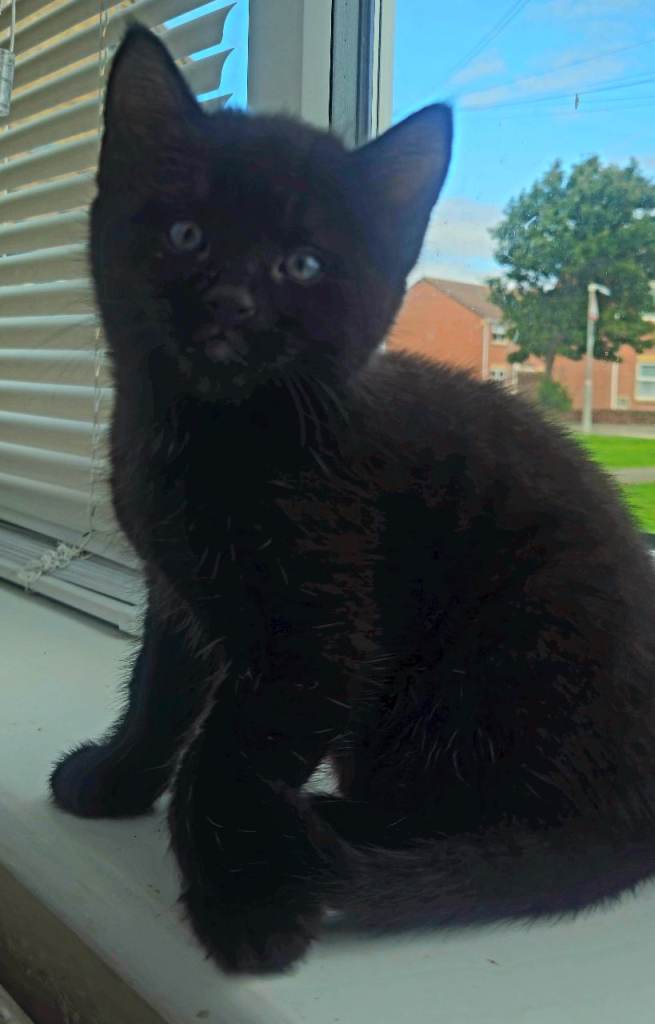 British shorthair x tux