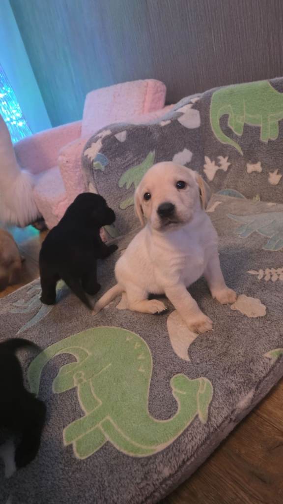 Labrador puppies 
