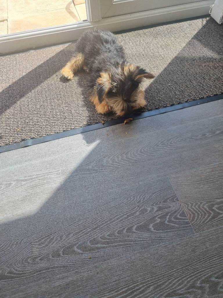 puppy 