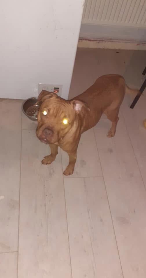 looking to rehome my 5 year old American bulldog/ boxer