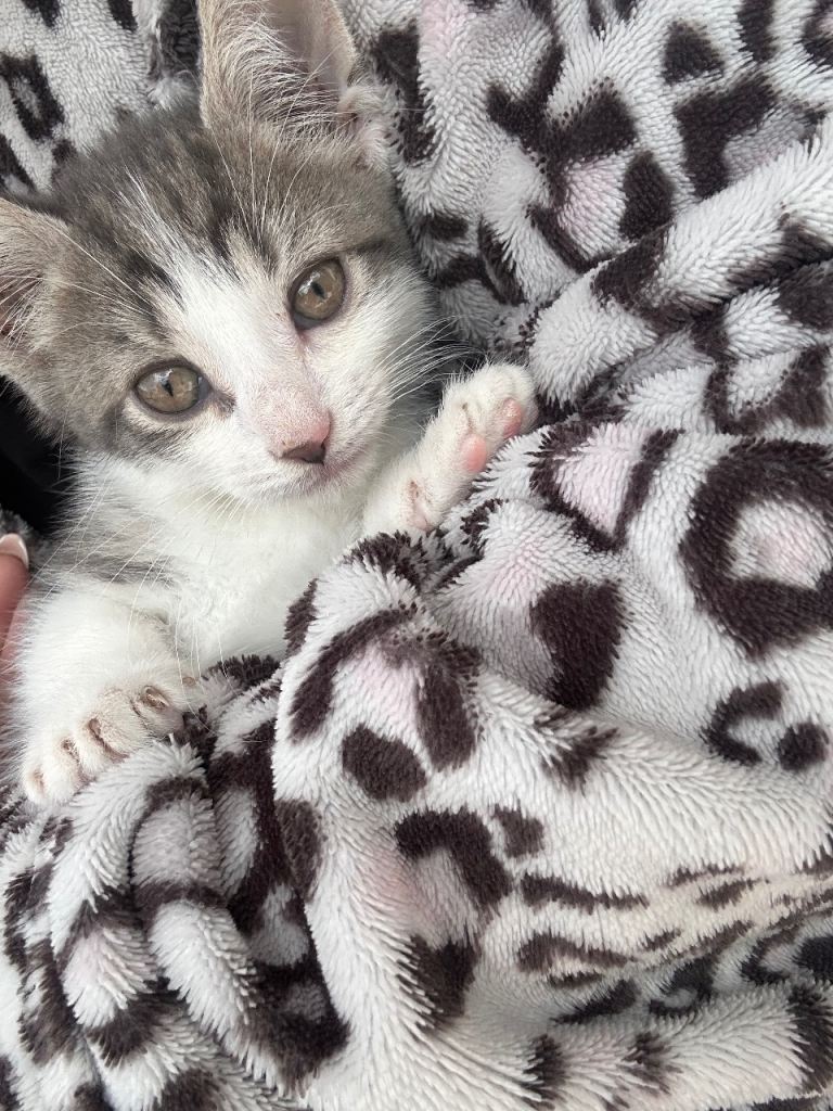 Kittens ready to leave 1 LEFT