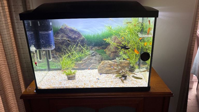 Tropical Fish Tank - Complete with Fish