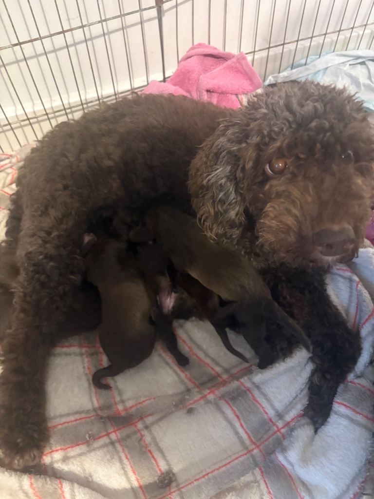 Sprockerpoo puppies