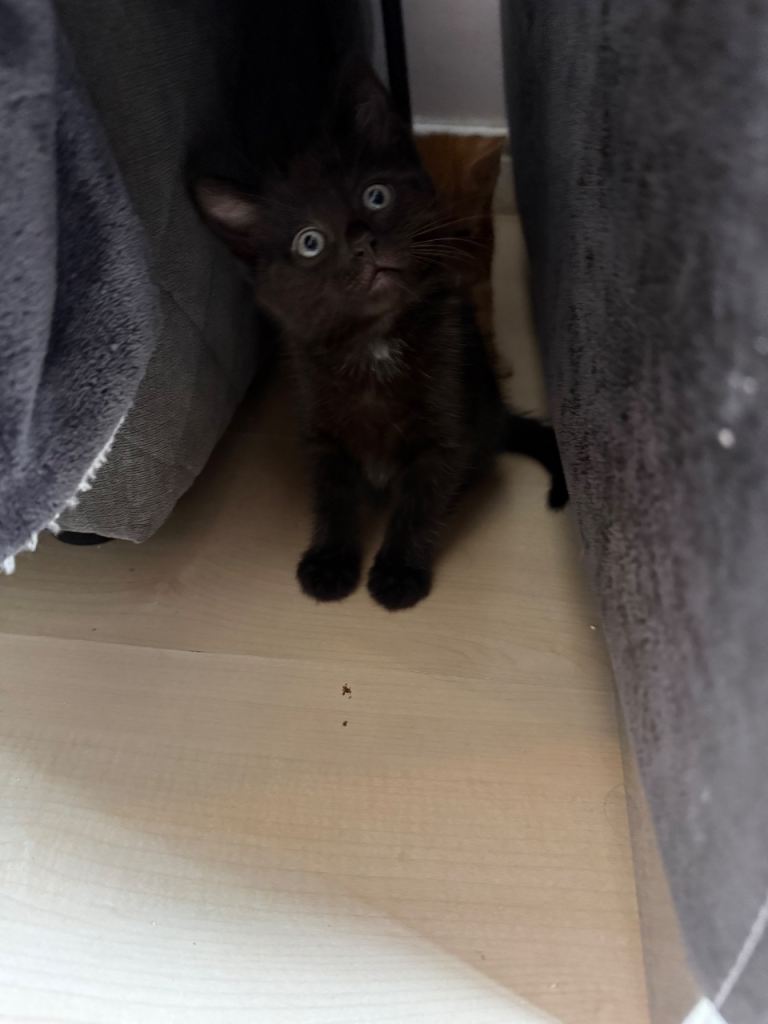 Cute Kittens