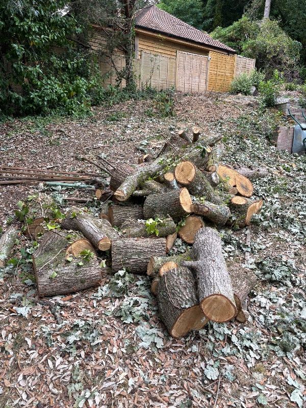 Oak Fire wood