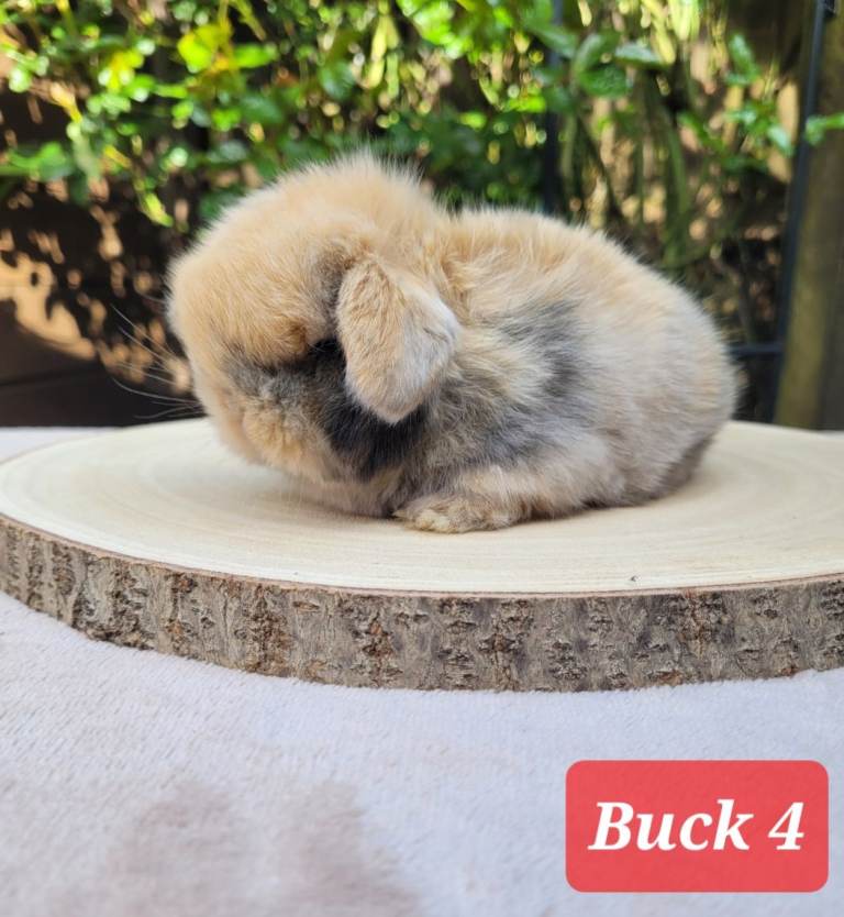 3 Purebred mini lop Adult/ bunnies available 