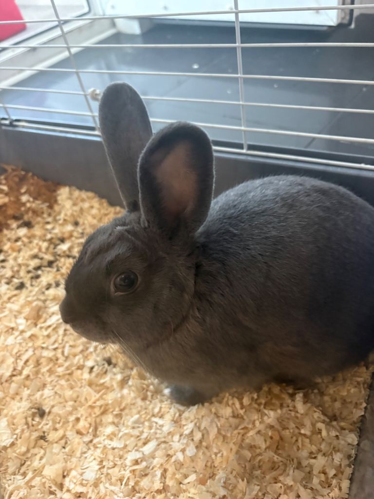 rabbit