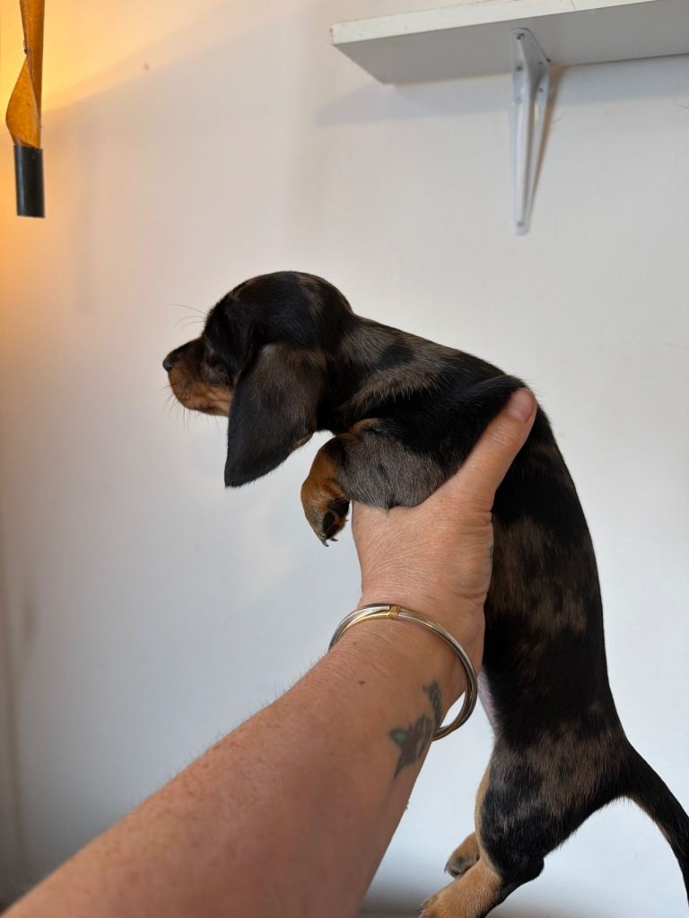 Miniature dachshund 