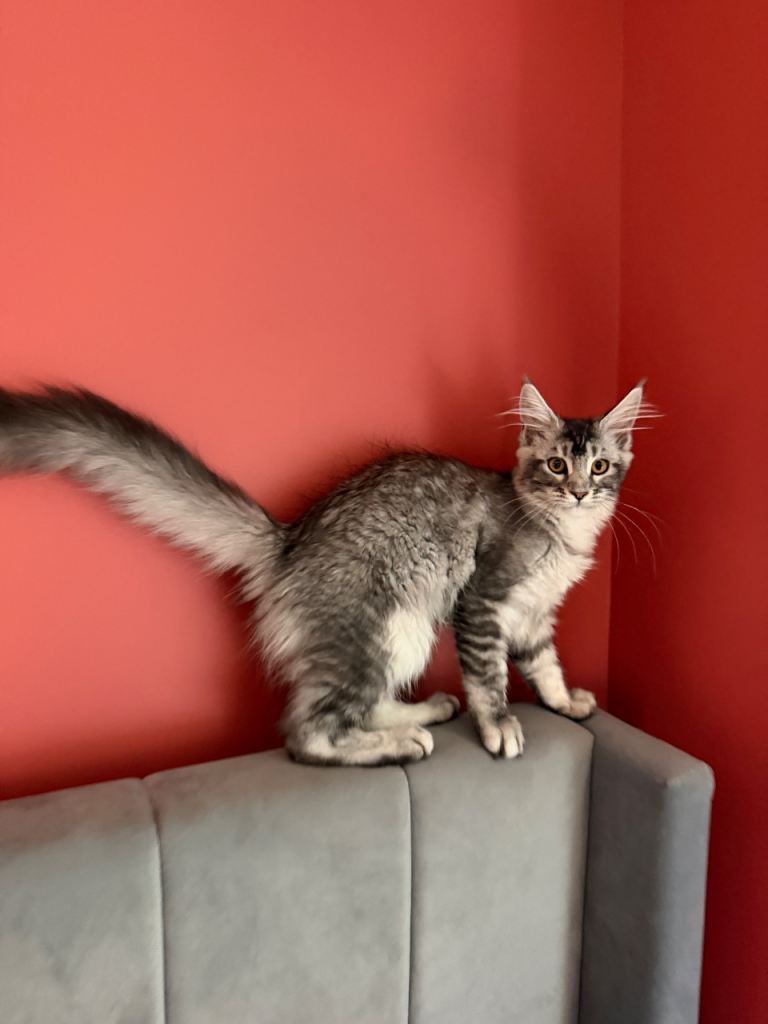 Pedigree Maine coon, last girl