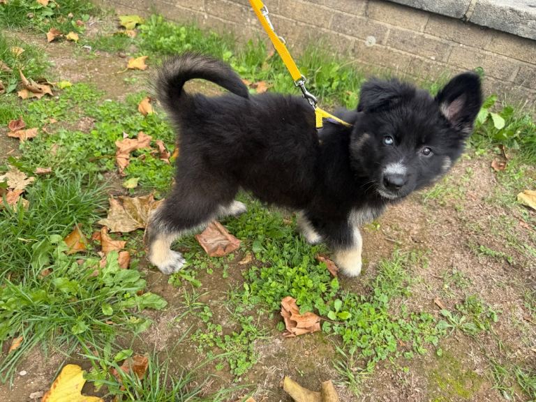 Germans Shepherd xhusky female pups 10weeks old ready now