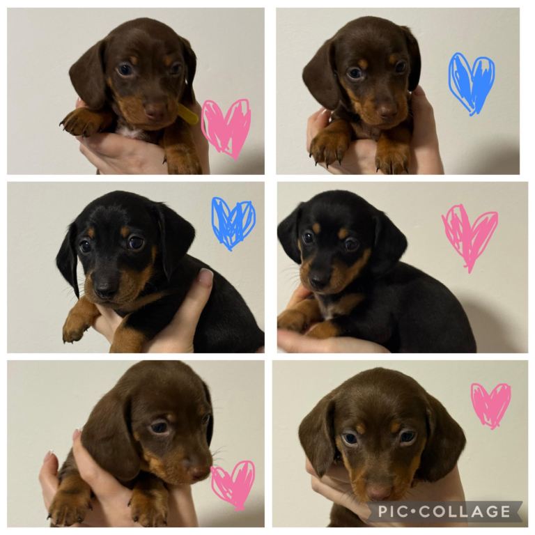Miniature dachshund puppies for sale